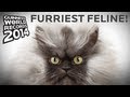 Colonel Meow - Longest Fur On A Cat! Guinness World Records 2014
