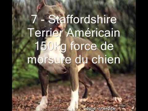 les chiens les plus puissant(force de mâchoire) top10 les chiens les plus puissant(force de mâchoire) top10