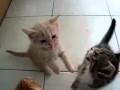 Des chatons affamés