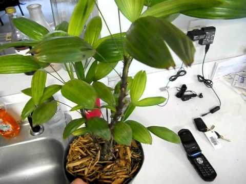 how to water small indoor or interior palms plants youtube how to water small indoor or interior palms plants youtube