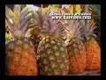 Jah Sun Feat. Ras Attitude , Lutan Fyah - No Bones No Blood