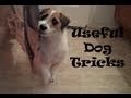 Посмотреть Видео Useful Dog Tricks performed by Jesse