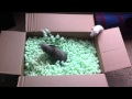 Ferrets playing in packing peanuts