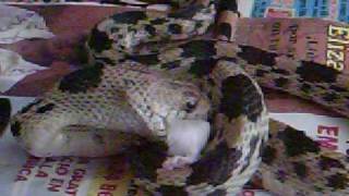 Page 1 of comments on vibora alicante vs raton - YouTube