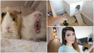 Guinea Pig House Tour & Getting Organised