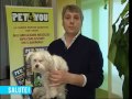 Artrosi canina Artrosi canina