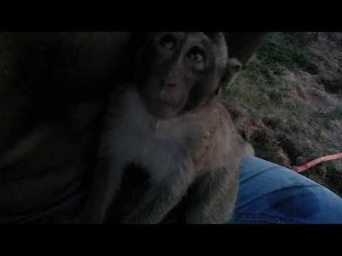 So lovely monkey!! Playing ground in afternoon lucky 007