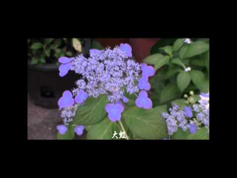 ヤマアジサイ 植物の秘島