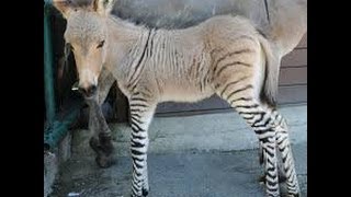 Ippo The Baby Zonkey!