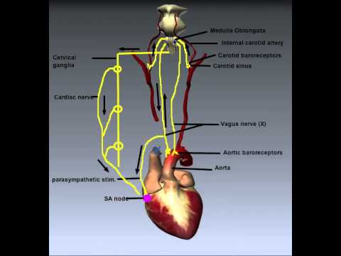 Cardiovascular System: Control of Heart Rate - YouTube