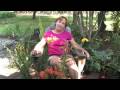 Thumbnail 1 for Flower & Plant Garden Care : Taking Care Of Potted Lily Thumbnail 1 for Flower & Plant Garden Care : Taking Care Of Potted Lily
