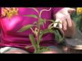 Thumbnail 2 for Flower & Plant Garden Care : Taking Care Of Potted Lily Thumbnail 2 for Flower & Plant Garden Care : Taking Care Of Potted Lily