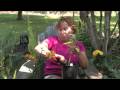 Thumbnail 3 for Flower & Plant Garden Care : Taking Care Of Potted Lily Thumbnail 3 for Flower & Plant Garden Care : Taking Care Of Potted Lily