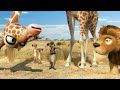 Thumbnail 2 for ANIMALS UNITED 3D TRAILER ITA + FILM COMPLETO ITA Thumbnail 2 for ANIMALS UNITED 3D TRAILER ITA + FILM COMPLETO ITA