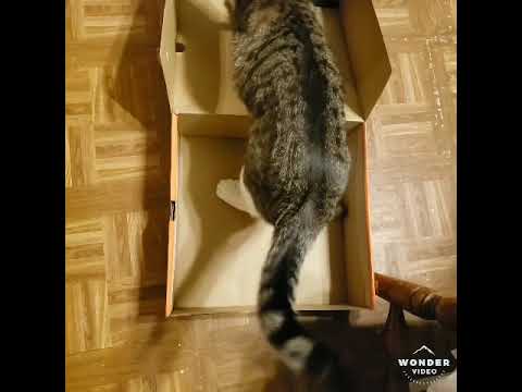 Daddy Cat and son in a box with a ball.