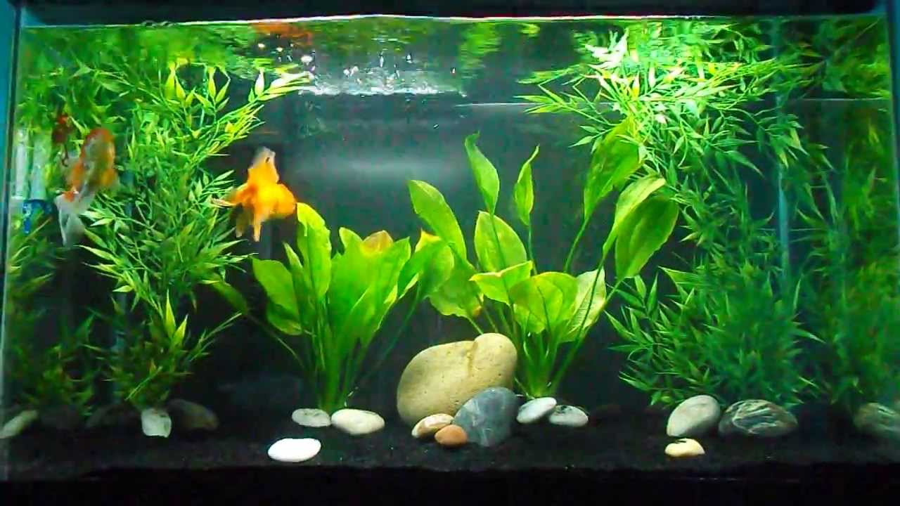 goldfish aquarium setup