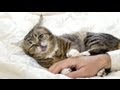 World's Cutest Cat: Bub, Toothless and Stubby-Legged Kitten, Videos Go Viral