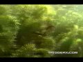 Trigger X - Bass Series - Swimming Worm