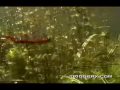 Trigger X - Bass Series - Swimming Worm