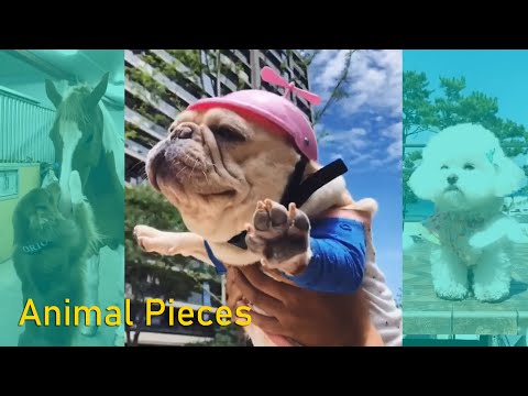 Funny Dog Vines Try not to Laugh 2019 Animal Videos | Funny Pet Compilation