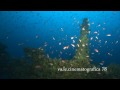 Mediterranean shipwreck: BENGASI