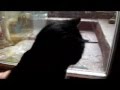 Iyokan comme shiba et chat.flv