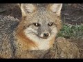Thumbnail 1 for Coyote Trapping Video Thumbnail 1 for Coyote Trapping Video