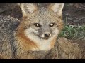 Thumbnail 2 for Coyote Trapping Video Thumbnail 2 for Coyote Trapping Video