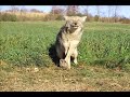 Thumbnail 3 for Coyote Trapping Video Thumbnail 3 for Coyote Trapping Video