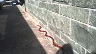 Terrore a Lecce, Serpente in strada!