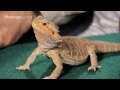 7 Cool Facts about Bearded Dragons | Pet Reptiles