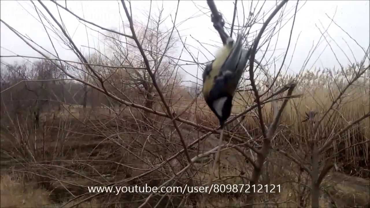 ловля перепелов на сети ловля перепелов на сети