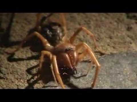 biggest camel spider in world. Camel Spider