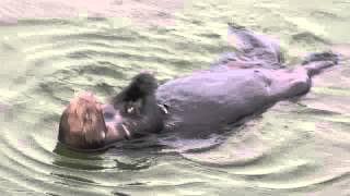 A Cute Sea Otter's Handy Tool to Crack Mussels Open