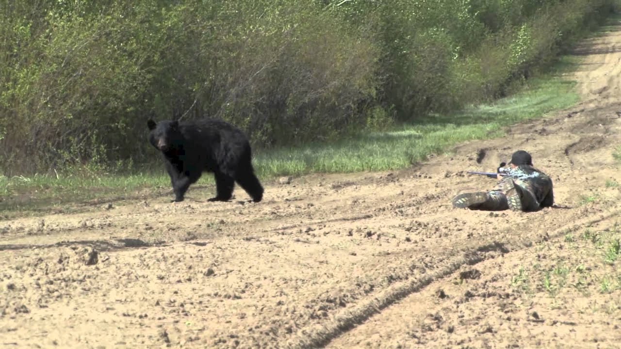 Фото убитого крупного медведя на овсах