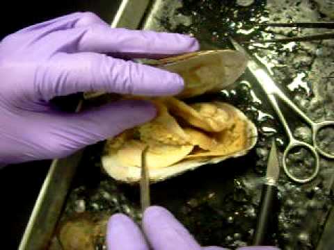 Freshwater Mussel dissection - YouTube