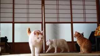 130920 茶トラのジャンプ　Jump Cat