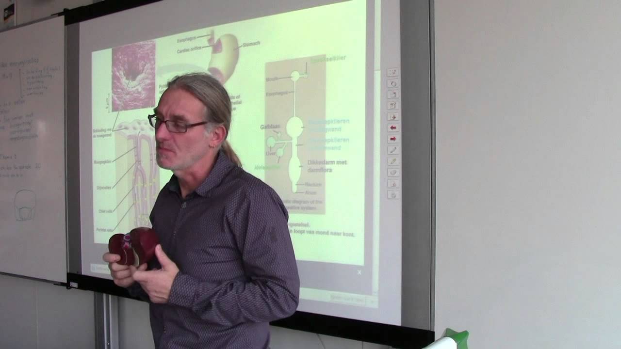 verloop spijsvertering