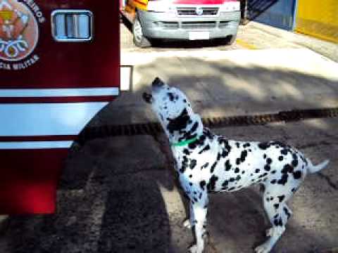 Astor - O cão bombeiro