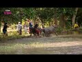 Water Buffalo Racing - Last Woman Standing - BBC Three