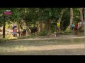 Water Buffalo Racing - Last Woman Standing - BBC Three