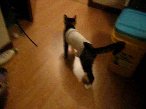 sock cat spay my cat peanut wearing a sock after being spayed sock cat spay my cat peanut wearing a sock after being spayed