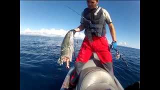 BOOM! Kingfish and Shark vs Jetskifisherman