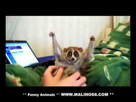slow loris loves getting tickled http bit ly 14qlq8x slow loris loves getting tickled http bit ly 14qlq8x
