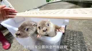 歐亞水獺寶寶健康檢查 Health Inspection of European Otter Puppies