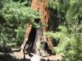 CAN AKIN TOP INCAS  MUSIC AND CALIFORNIA - UFO Sighting in Yosemite National Park