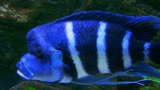 zaire blue frontosa for sale