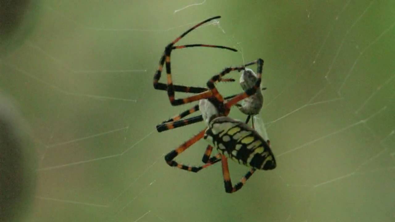 Banana Spider Catching Prey (wasp) Canon xha1s YouTube
