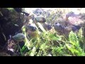 New York Aquarium - 6.16.12 - 005.mp4