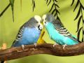 Budgies singing and talking to each other